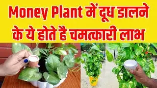 Money Plant के पौधे में रोजाना जरूर डालें दूध मिलेंगे ये चमत्कारी लाभ पलट जाएगी किस्मत | Money Plant