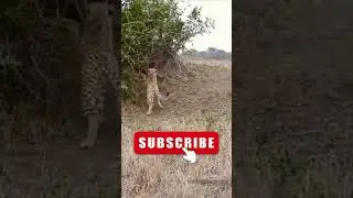 # HOW A LONE  WILDEBEEST DEMONSTRATED THE POPULAR SAYING THAT THE BEST DEFENCE IS ATTACK