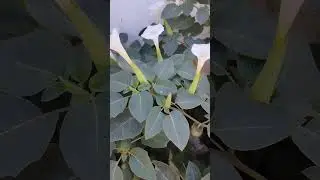 பூ பூக்கும் ஆசை அதைக் கேட்கத்தான் ஆசை#flowers #youtubeshorts #short