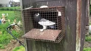 Birds enjoying their morning breakfast
