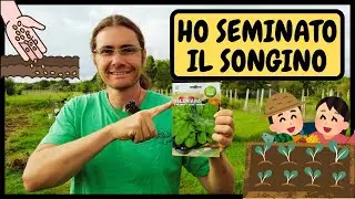 COME e QUANDO seminare la VALERIANA (o SONGINO) utilizzando la BAULATURA | Tutorial Agricoltura