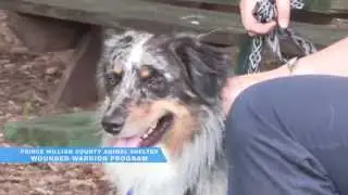 The Buzz: Prince William County Animal Shelter Wounded Warrior Program