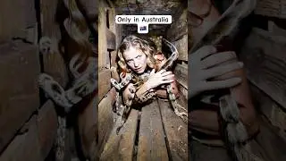Huntsman spider pet in Australia almost makes a break for it #spider #huntsman #onlyinaustralia