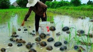 catching lot of snail - wow find snails under water catch snails by hand