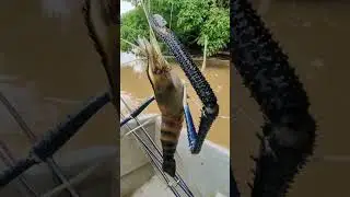 River lapstar fish #tranding @fishing #viral