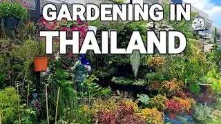 THAILAND'S GARDEN SHOPS. GARDENING IS GOOD FOR THE MIND.