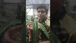 Beberapa jenis tanaman