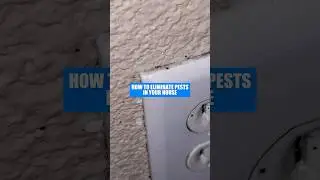 Get RID of Ants in Your House FOR GOOD! #shorts