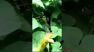 Euphaea variegata saatnya beraksi dan beratraksi...