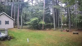 20250909 100036 Fox chasing squirrel backyard combined