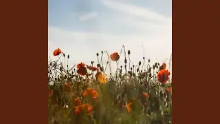 Texas Sunshine