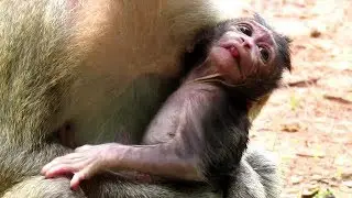Broken Heart! Newborn Baby Monkey Farrah Almost out of Breath, Monkey Fauna Does Not Know That