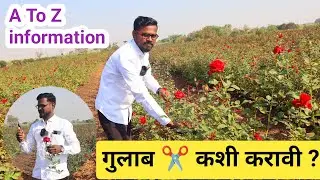 गुलाबाची कटिंग करताना कोणती काळजी घ्यावी| Rose cutting| गुलाबाची छाटणी कशी करावी