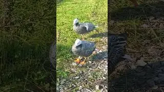 Wild Geese & Ducks Relaxing in Nature &ndash; Calming Birdwatching Video #shortsvideo #duck
