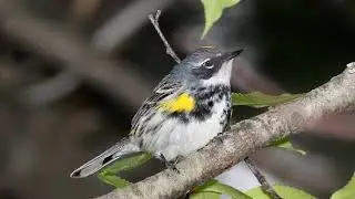 Myrtle Warbler Song Video: Yellow-rumped Warbler Nature Sounds