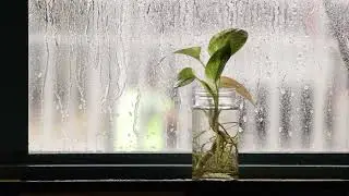 Window Side Rain View With Nature | Rain & Fanning Sound
