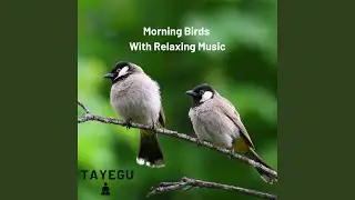 Birds Chirping Relaxing Music Morning 1 Hour Nature Ambient Yoga Meditation Sound For Sleep or...