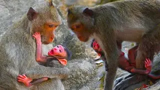 Just newborn baby monkey trying very hard to hug mom | Cute Wild Monkey
