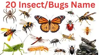 20 Insects Names for Kids 🐝 | Insects & Bugs in Hindi & English | Kids Learning Video