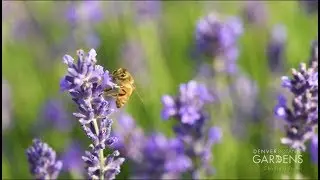 Lavender Garden at Chatfield Farms
