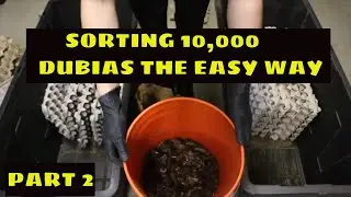 HOW TO SORT DUBIAS | THE EASY WAY | PART 2