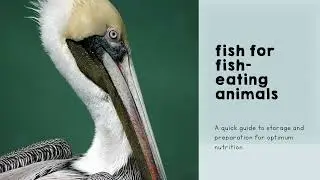 Wildlife Center of the North Coast Volunteer Training: Fish for Fish Eating Animals