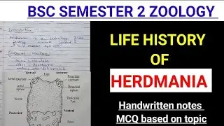 LIFE HISTORY OF HERDMANIA NOTES  ||BSC SEMESTER 2 ZOOLOGY @ZOOLOGYNOTES #alluniversitynotes