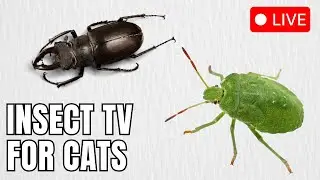 LIVE: Insect Chase for Cats | High-Stimulation Cat TV with Soft Pink Noise (10 Hours)