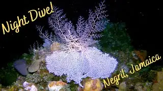 SCUBA Night Dive Negril, Jamaica Sep. 2021