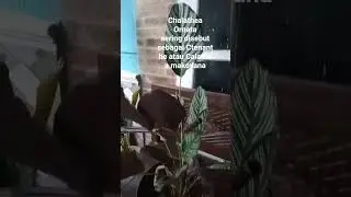 15 Januari 2026#tanamanhias #plants #tanaman #garden #bunga