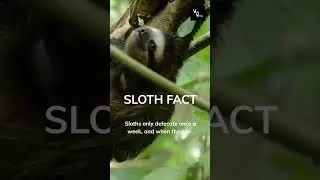 Sloth Diet #shorts #facts #ytshort