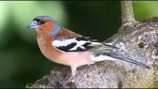 Nature Sounds | Chaffinch Singing In The Forest