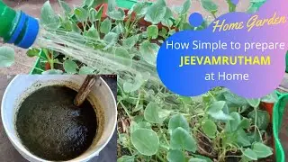 How to prepare Jeevamrutham at home for terrace garden with captions in English | SeedBasket