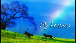 Beyond the Rainbow Bridge - My Precious Jag & Leo