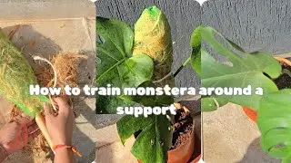 How to train monstera around a support | diy plant  support idea |