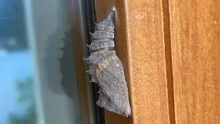 Nymphalis antiopa - morning cloak butterfly ￼coming out of its ￼chrysalis