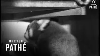 Panda Family (1966)
