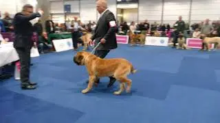 World Dog Show Leipzig 12.11.2017 