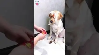 Labrador Thug Life 😎 || Charlie The Labrador Retriever || PushpaRaj Style || #shorts #thuglife #dog