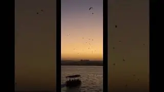 उदयपुर✨🕊️🍂 #travel #8daudio #song #views #sunset #udaipur @officialGauravparmarvlog