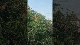 Г31погляд з вікнаЩоденна думка449a view from the windowDaily thought #agro #nature #survival #love