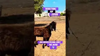 Animal Rescue Cyprus Steffi Mission Goat #cyprus #animalrescue #paphos