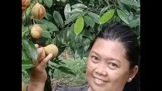 petani pala sukses chanel@sukses_chanel