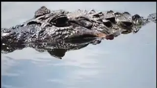 BELAS IMAGENS MOSTRANDO BELOS PASSAROS E UM BELO  JACAR&Eacute; 