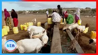 Makali ya kiangazi: Wafugaji wanashindwa kukabiliana na ukame bila msaada wa serikali