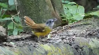 Babblers and Bulbuls in Malaysia