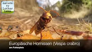 Europ&auml;ische Hornisse (Vespa crabro) am Futterplatz
