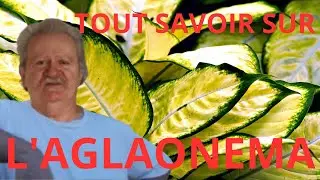 Aglaonema : la plante d’intérieur parfaite 🌿 | Facile, décorative et résistante