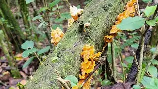 Mushroom hunting in South Georgia 🍄