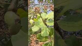 Organic Nuts #northeastthailand #cashew